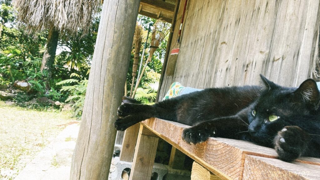 久米島の一棟貸しゲストハウスの看板猫えだちゃん