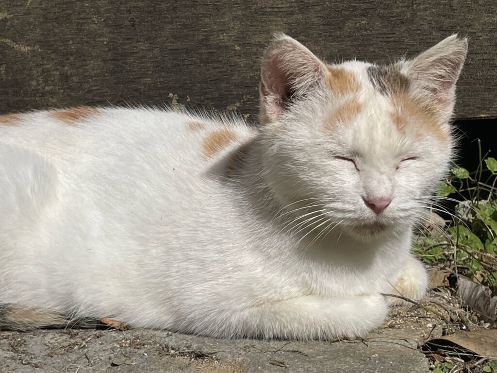 久米島の一棟貸しゲストハウスの看板猫シロさん
