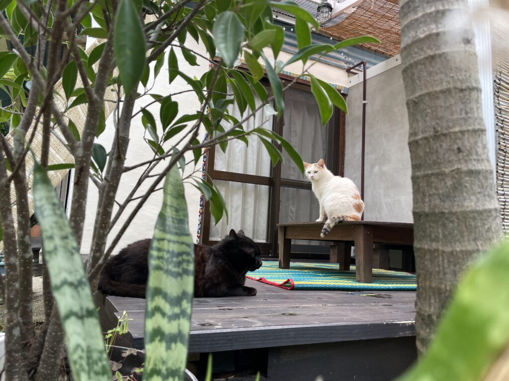 久米島の一棟貸しゲストハウスの看板猫えだちゃんとシロさん