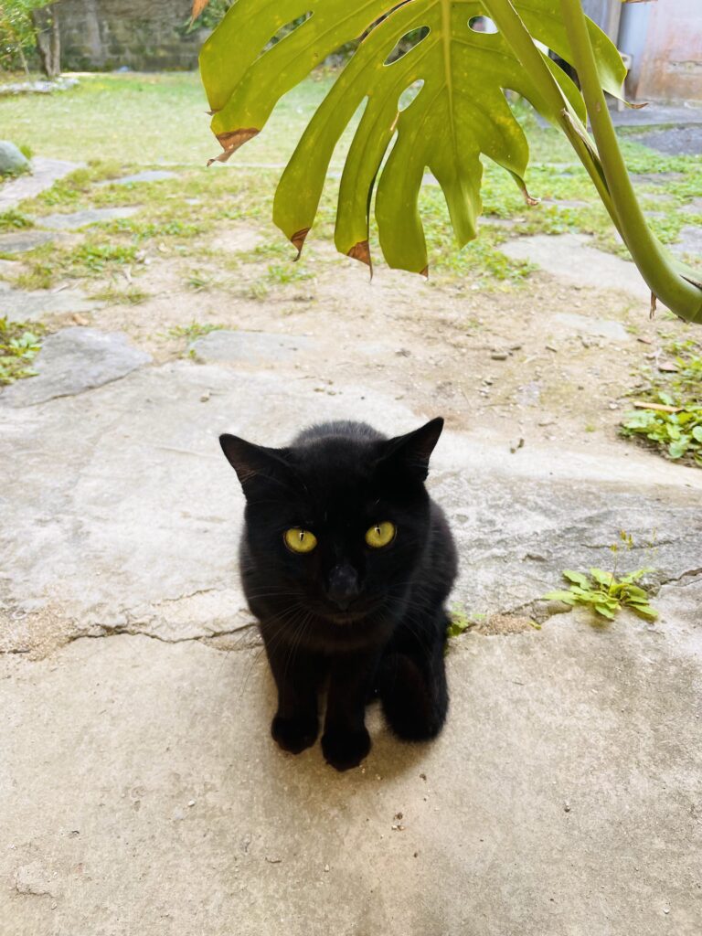 久米島の一棟貸しゲストハウスの看板猫えだちゃん